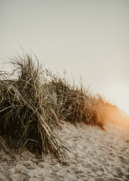 Ronja Bensch Hochzeitsfotograf Leverkusen: Landschaft Fotoshooting Wahner Heide
